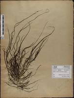 Gracilaria confervoides - ISMAR0371