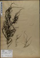 Gracilaria confervoides - ISMAR0372