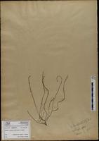 Gracilaria confervoides - ISMAR0374