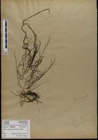 Gracilaria confervoides - ISMAR0375