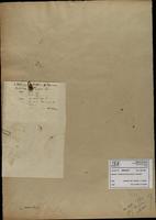 Gracilaria confervoides - ISMAR0377