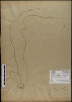 Gracilaria confervoides - ISMAR0380