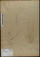 Gracilaria confervoides - ISMAR0382