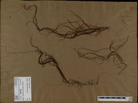 Gracilaria confervoides - ISMAR0393