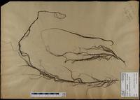 Gracilaria confervoides - ISMAR0396