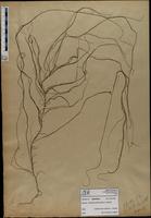 Gracilaria confervoides - ISMAR0402