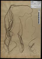 Gracilaria confervoides - ISMAR0416