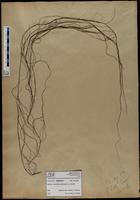 Gracilaria confervoides - ISMAR0423