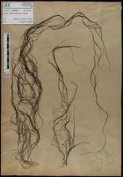 Gracilaria confervoides - ISMAR0424