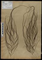 Gracilaria confervoides - ISMAR0444