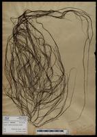 Gracilaria confervoides - ISMAR0446