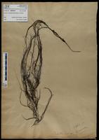 Gracilaria confervoides - ISMAR0447