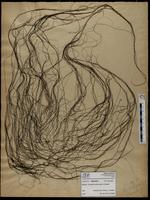 Gracilaria confervoides - ISMAR0455