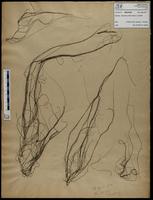 Gracilaria confervoides - ISMAR0456