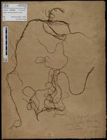 Gracilaria confervoides - ISMAR0462