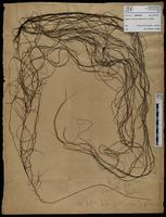 Gracilaria confervoides - ISMAR0463