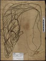 Gracilaria confervoides - ISMAR0465