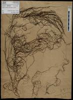 Gracilaria confervoides - ISMAR0466