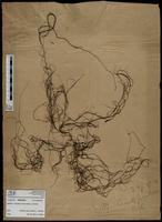 Gracilaria confervoides - ISMAR0467