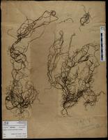Gracilaria confervoides - ISMAR0469