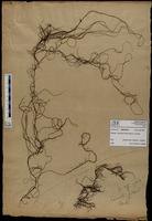 Gracilaria confervoides - ISMAR0470