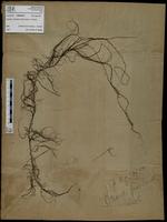 Gracilaria confervoides - ISMAR0473