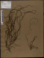 Gracilaria confervoides - ISMAR0474