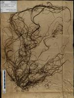 Gracilaria confervoides - ISMAR0479