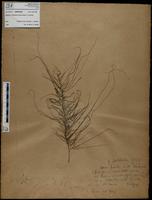 Gracilaria confervoides - ISMAR0492