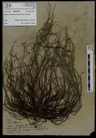 Gracilaria confervoides - ISMAR0498