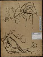 Gracilaria confervoides - ISMAR0509