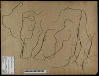 Gracilaria confervoides - ISMAR0510