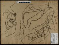 Gracilaria confervoides - ISMAR0514