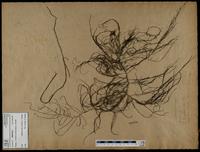 Gracilaria confervoides - ISMAR0515