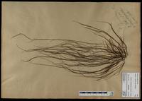 Gracilaria confervoides - ISMAR0520