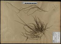 Gracilaria confervoides - ISMAR0523