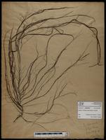 Gracilaria confervoides - ISMAR0527
