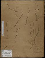 Gracilaria confervoides - ISMAR0530
