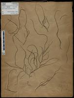 Gracilaria confervoides - ISMAR0536