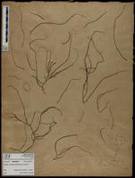 Gracilaria confervoides - ISMAR0540