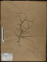 Gracilaria confervoides - ISMAR0542