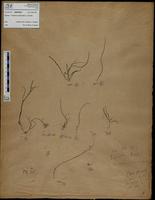 Gracilaria confervoides - ISMAR0548