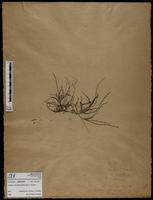 Gracilaria confervoides - ISMAR0550