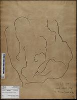 Gracilaria confervoides - ISMAR0565