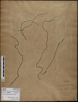 Gracilaria confervoides - ISMAR0567