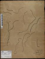 Gracilaria confervoides - ISMAR0574