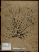 Gracilaria confervoides - ISMAR0591