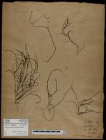 Gracilaria confervoides - ISMAR0593