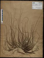 Gracilaria confervoides - ISMAR0595