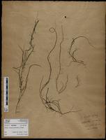 Gracilaria confervoides - ISMAR0598